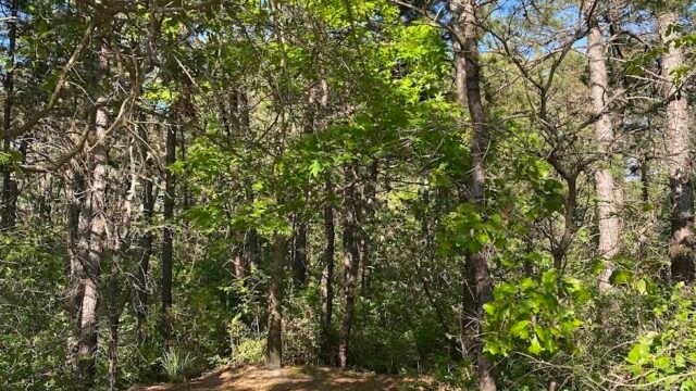 Whispering Pines Park